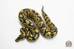 5945 0.1 GRAVEL HET CLOWN