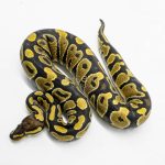 5945 0.1 GRAVEL HET CLOWN