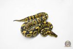 5945 0.1 GRAVEL HET CLOWN - Image 2