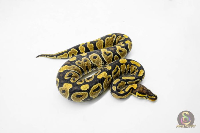 5945-2-1.jpg 5945 0.1 GRAVEL HET CLOWN - Image 2