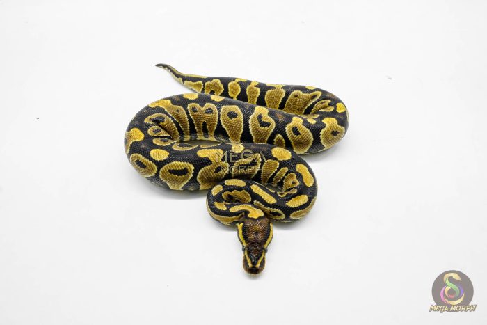 5945-3-1.jpg 5945 0.1 GRAVEL HET CLOWN - Image 3