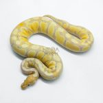 5947 1.0 CORAL GLOW GRAVEL 100% HET CLOWN