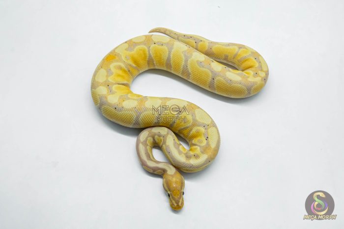 5947-2-1.jpg 5947 1.0 CORAL GLOW GRAVEL 100% HET CLOWN - Image 2