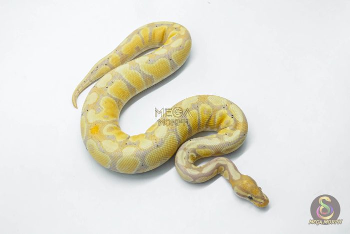 5947-3-1.jpg 5947 1.0 CORAL GLOW GRAVEL 100% HET CLOWN - Image 3