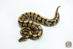 5949 0.1 YELLOW BELLY DOUBLE HET DESERT GHOST CLOWN