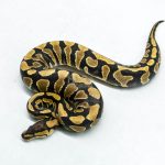 5949 0.1 YELLOW BELLY DOUBLE HET DESERT GHOST CLOWN