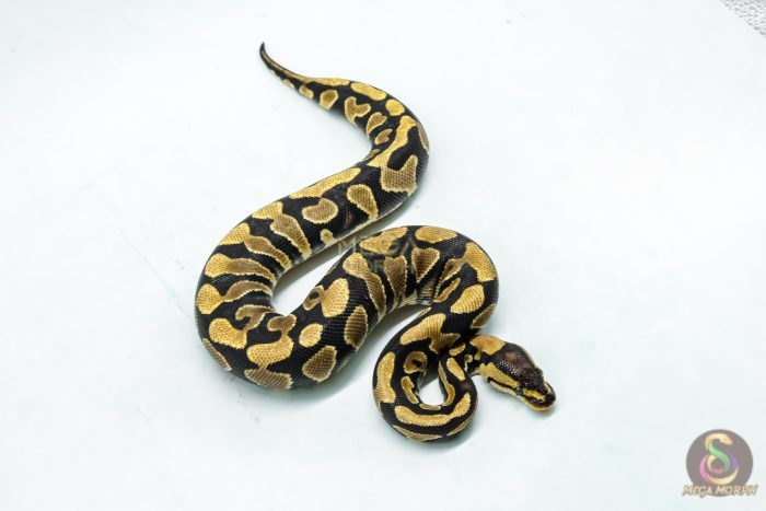 5949 0.1 YELLOW BELLY DOUBLE HET DESERT GHOST CLOWN - Image 2