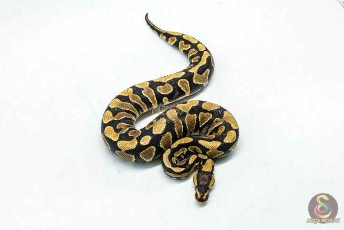 5949 0.1 YELLOW BELLY DOUBLE HET DESERT GHOST CLOWN - Image 3