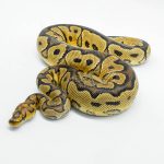 5951 0.1 YELLOW BELLY CLOWN