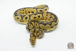 5951 0.1 YELLOW BELLY CLOWN - Image 2