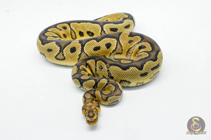 5951-2-1.jpg 5951 0.1 YELLOW BELLY CLOWN - Image 2