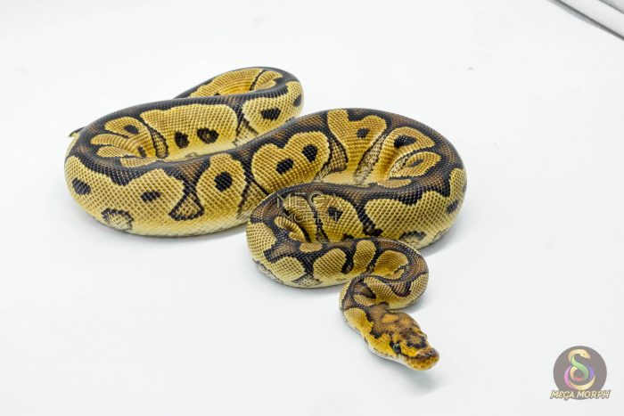 5951-3-1.jpg 5951 0.1 YELLOW BELLY CLOWN - Image 3