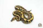5959 0.1 REDSTRIPE PIXEL HET CLOWN