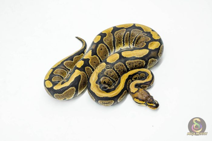 5959-2-1.jpg 5959 0.1 REDSTRIPE PIXEL HET CLOWN - Image 2