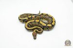 5959 0.1 REDSTRIPE PIXEL HET CLOWN - Image 3