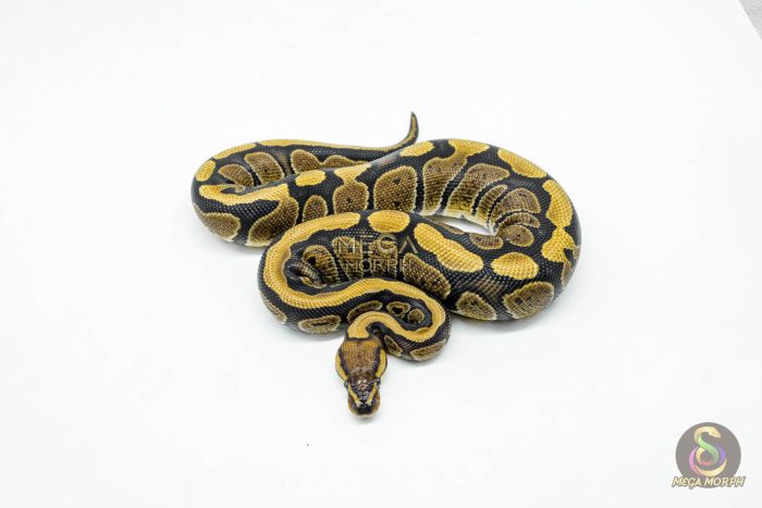 5959-3-1.jpg 5959 0.1 REDSTRIPE PIXEL HET CLOWN - Image 3