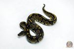 5966 0.1 BLACKHEAD HET PIED