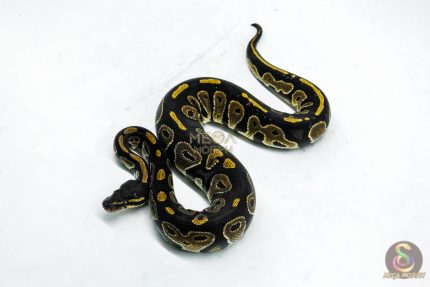 5966 0.1 BLACKHEAD HET PIED