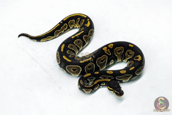 5966-2-1.jpg 5966 0.1 BLACKHEAD HET PIED - Image 2