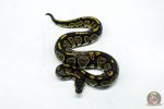 5966 0.1 BLACKHEAD HET PIED - Image 3