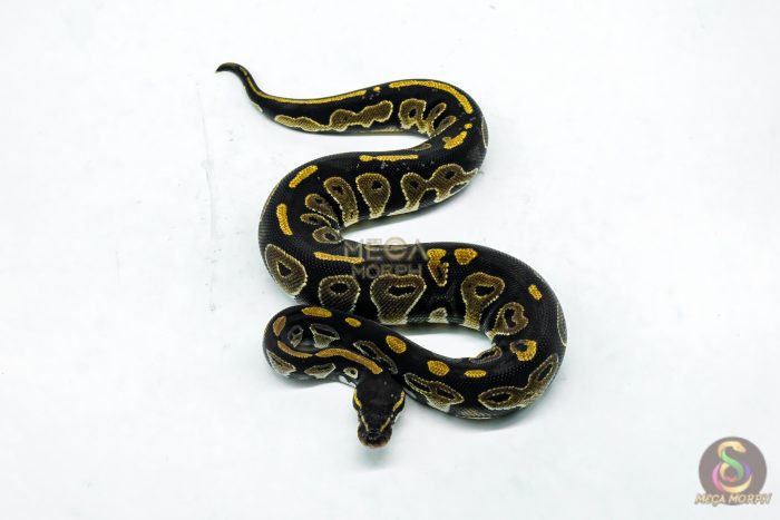 5966-3-1.jpg 5966 0.1 BLACKHEAD HET PIED - Image 3
