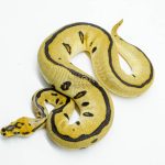 5969 0.1 ENCHI LEOPARD YELLOW BELLY CLOWN