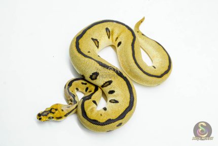 5969 0.1 ENCHI LEOPARD YELLOW BELLY CLOWN
