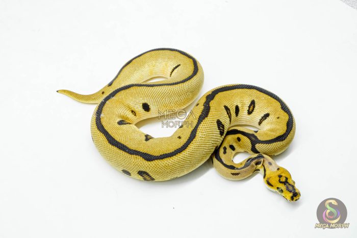 5969-2-1.jpg 5969 0.1 ENCHI LEOPARD YELLOW BELLY CLOWN - Image 2