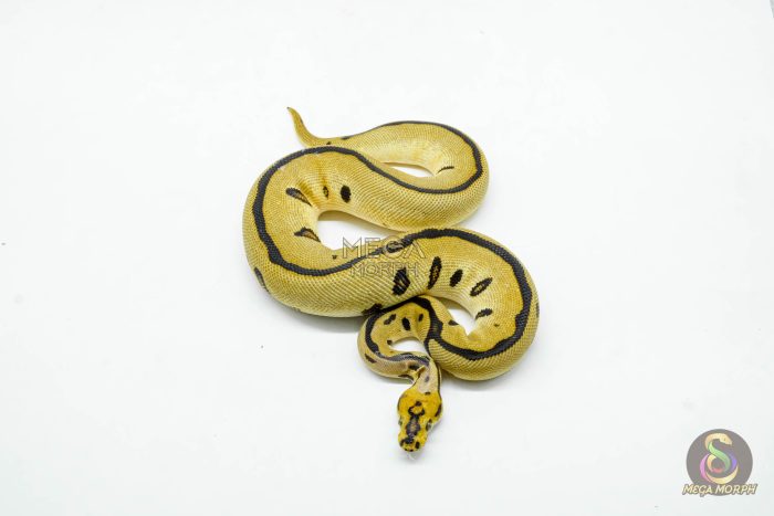 5969-3-1.jpg 5969 0.1 ENCHI LEOPARD YELLOW BELLY CLOWN - Image 3