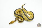 5973 0.1 LEOPARD BLADE CLOWN
