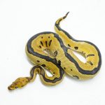 5973 0.1 LEOPARD BLADE CLOWN