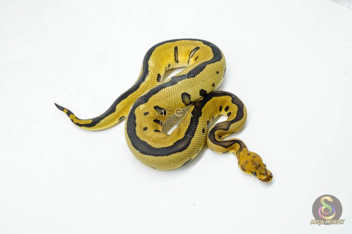 5973-2-1.jpg 5973 0.1 LEOPARD BLADE CLOWN - Image 2