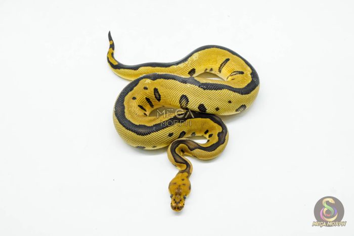 5973-3-1.jpg 5973 0.1 LEOPARD BLADE CLOWN - Image 3