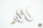 5985 1.0 IVORY PIED POSS SUPER ORANGE DREAM