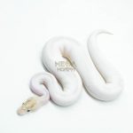 5985 1.0 IVORY PIED POSS SUPER ORANGE DREAM