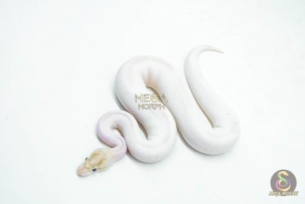 5985 1.0 IVORY PIED POSS SUPER ORANGE DREAM