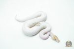 5985 1.0 IVORY PIED POSS SUPER ORANGE DREAM - Image 3