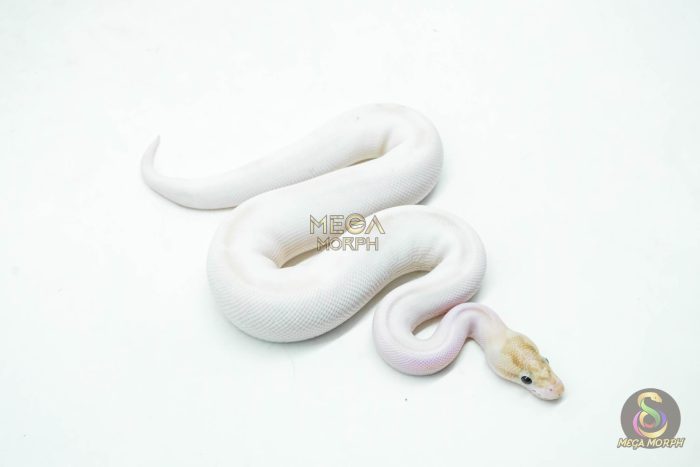 5985-3-1.jpg 5985 1.0 IVORY PIED POSS SUPER ORANGE DREAM - Image 3