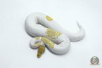 5987 0.1 SUPER ORANGE DREAM MOJAVE YELLOW BELLY PIED