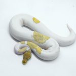 5987 0.1 SUPER ORANGE DREAM MOJAVE YELLOW BELLY PIED