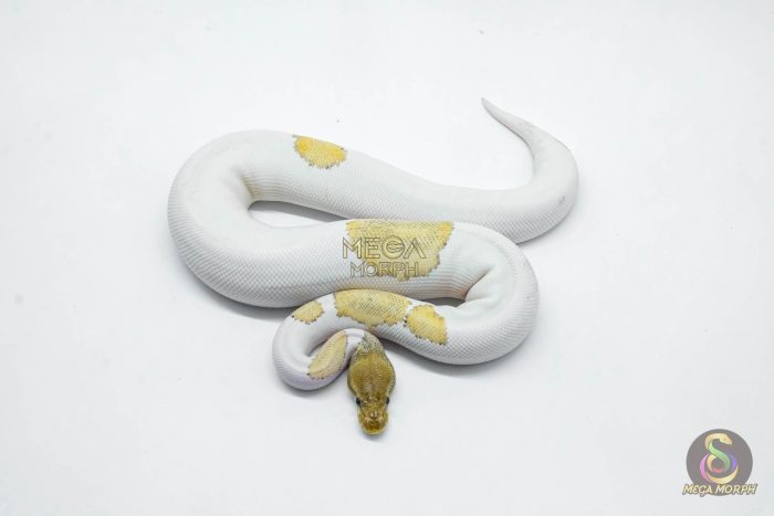 5987-2-1.jpg 5987 0.1 SUPER ORANGE DREAM MOJAVE YELLOW BELLY PIED - Image 2