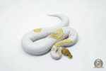 5987 0.1 SUPER ORANGE DREAM MOJAVE YELLOW BELLY PIED - Image 3