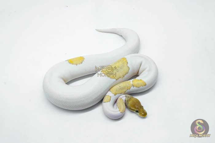 5987-3-1.jpg 5987 0.1 SUPER ORANGE DREAM MOJAVE YELLOW BELLY PIED - Image 3