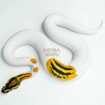5990 0.1 ORANGE DREAM YELLOW BELLY GENE-X PIED