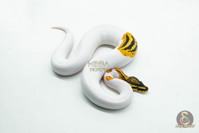 5990-2-1.jpg 5990 0.1 ORANGE DREAM YELLOW BELLY GENE-X PIED - Image 2