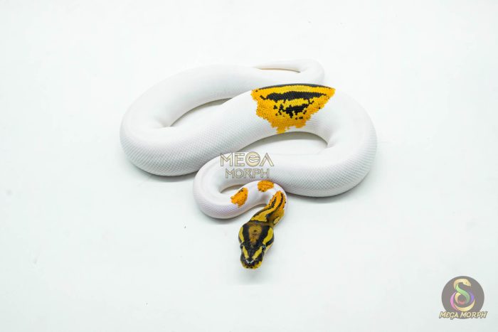 5990-3-1.jpg 5990 0.1 ORANGE DREAM YELLOW BELLY GENE-X PIED - Image 3
