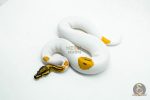 5994 1.0 ORANGE DREAM YELLOW BELLY GENE-X PIED
