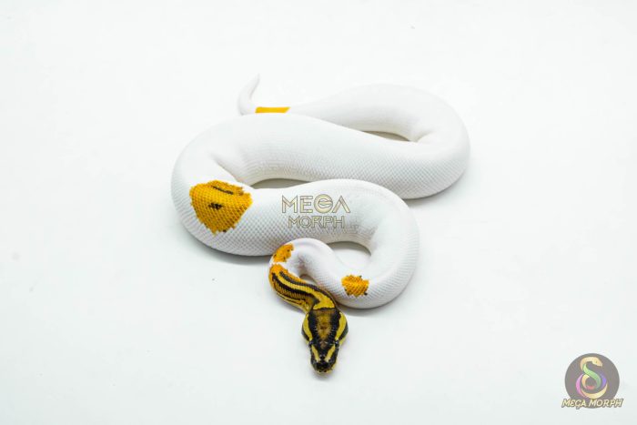 5994 1.0 ORANGE DREAM YELLOW BELLY GENE-X PIED - Image 2