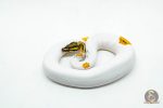 5994 1.0 ORANGE DREAM YELLOW BELLY GENE-X PIED - Image 3