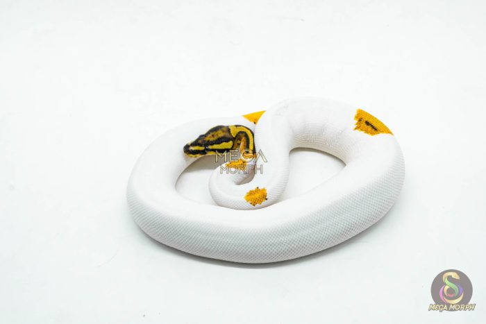 5994 1.0 ORANGE DREAM YELLOW BELLY GENE-X PIED - Image 3